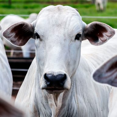 Imagem do benefício Resultado Garantido